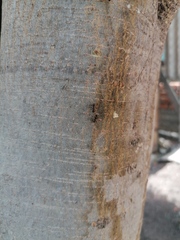 Camponotus rubrithorax