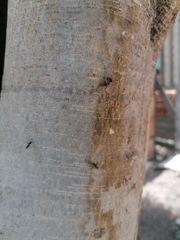 Camponotus rubrithorax