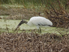 Mycteria americana image