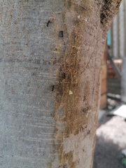 Camponotus rubrithorax