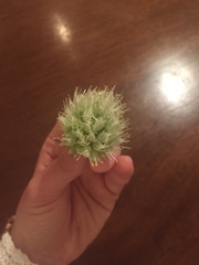 Eryngium yuccifolium