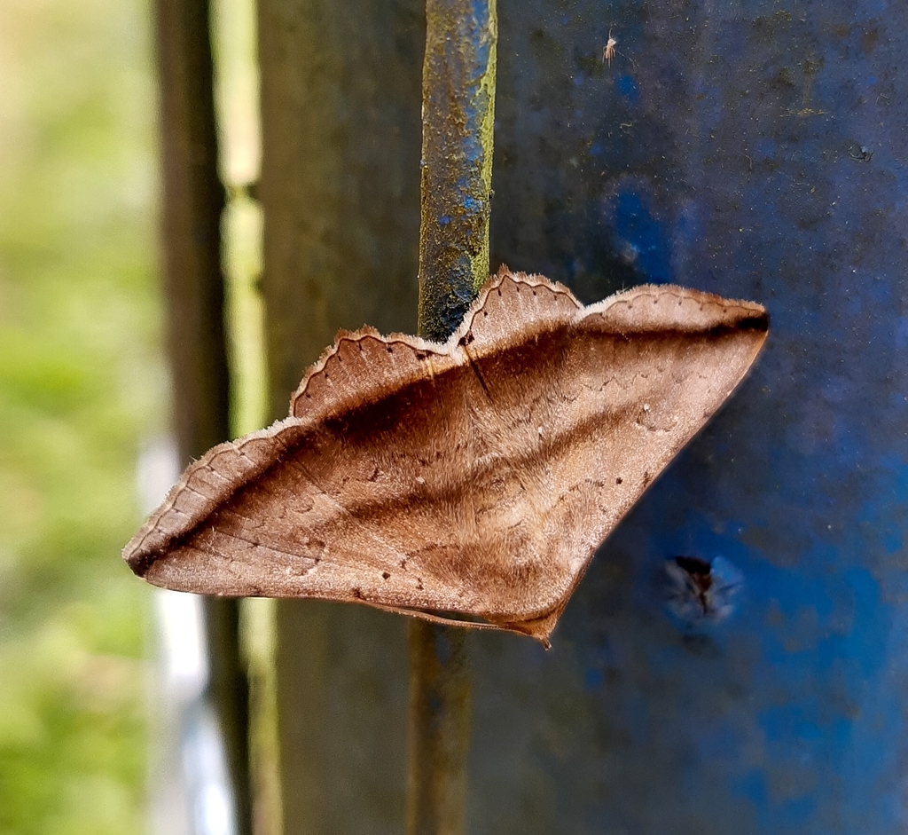 Lesmone Moth