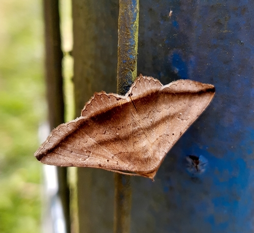 Lesmone Moth