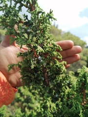 Juniperus monticola