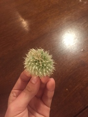 Eryngium yuccifolium