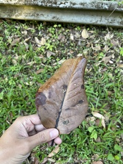 Magnolia splendens