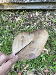 Magnolia splendens