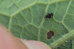 Mogulones asperifoliarum