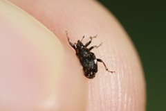 Mogulones asperifoliarum