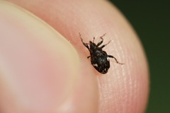 Mogulones asperifoliarum