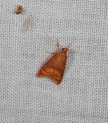 Hemibela
