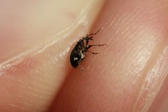 Mogulones asperifoliarum