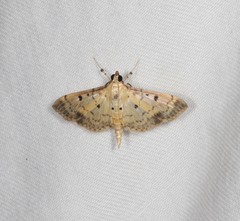 Herpetogramma cynaralis