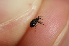 Mogulones asperifoliarum