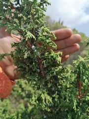 Juniperus monticola
