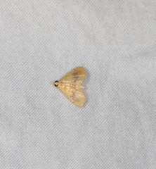 Hyalobathra aequalis