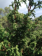 Juniperus monticola