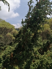 Juniperus monticola