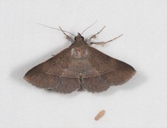 Hypospila dochmotoma