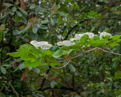 Cornus nuttallii