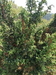Juniperus monticola