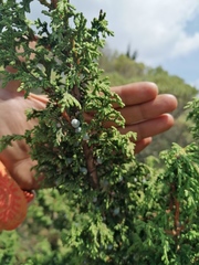 Juniperus monticola