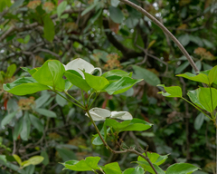 Cornus nuttallii