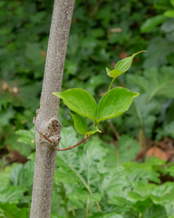 Cornus nuttallii