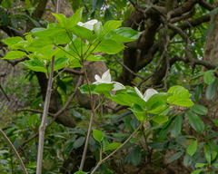 Cornus nuttallii
