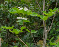 Cornus nuttallii