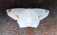 Sericoptera