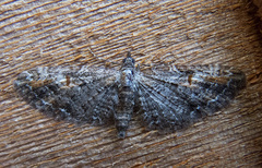Eupithecia graefii