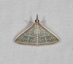 Myrmidonistis hoplora