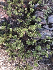 Arctostaphylos nevadensis