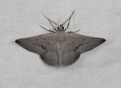 Nearcha benecristata