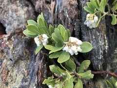 Arctostaphylos nevadensis