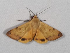 Ophiusa costiplaga