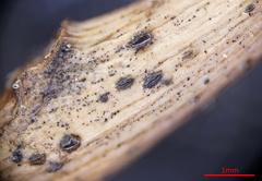 Pyrenopeziza petiolaris