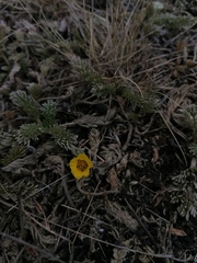 Potentilla candicans