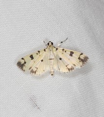 Pardomima pompusalis