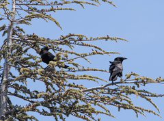Corvus brachyrhynchos