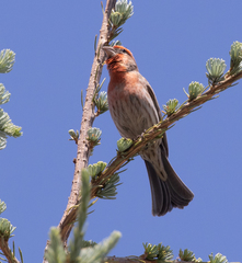 Haemorhous mexicanus