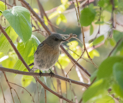 Sialia mexicana