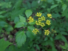 Thaspium trifoliatum