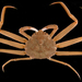 Tanner Crab - Photo (c) smithsonian_marinegeo, some rights reserved (CC BY-NC-SA), uploaded by smithsonian_marinegeo