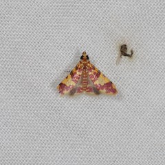Taurometopa phoenicozona