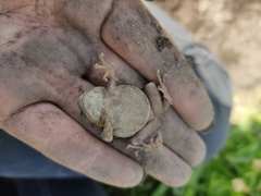 Pristimantis curtipes