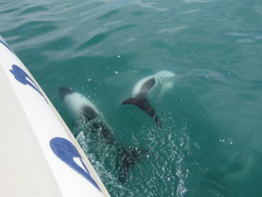 Cephalorhynchus commersonii
