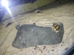 Anentome helena