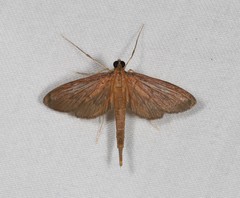 Hymenoptychis sordida